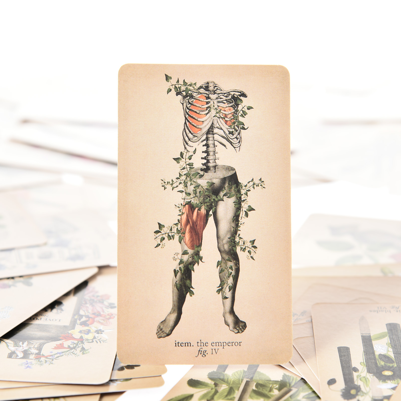 As Cartas de Tarot de Anatomia - Tarot Deck With Guidebook avaliação e preço